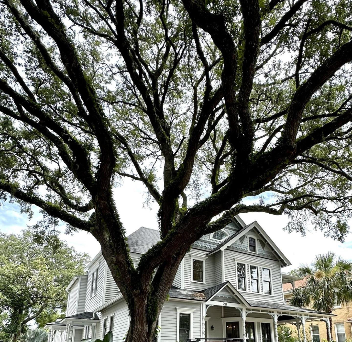Grand Oak - Renovated 1891 Queen Anne - Quarter Mi Stroll To Historic Dt - Beach Only 3 Mi St. Augustine Exterior photo